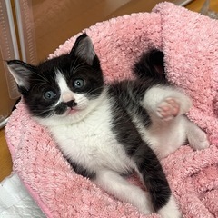 ⚽️🐈‍⬛黒白の仔猫　海くん🐈‍⬛⚽️