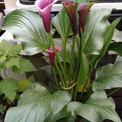 カラーキャプテンカルソ鉢植え６月２７日写真更新の画像