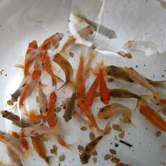 金魚　隼人和錦　隼人錦の画像