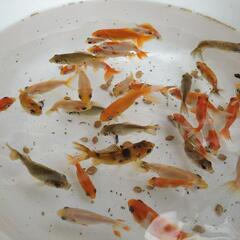 金魚　隼人和錦　隼人錦の画像