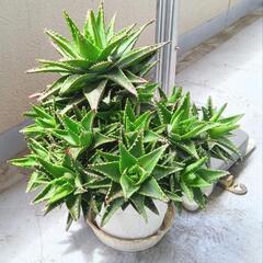 無料、鉢植え植木