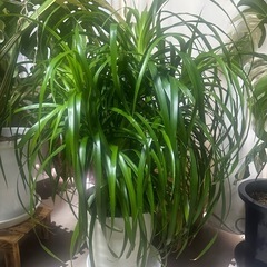 4鉢  大きめの観葉植物まとめ売り