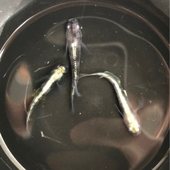 メダカ　花魁アドバンス　黒錦