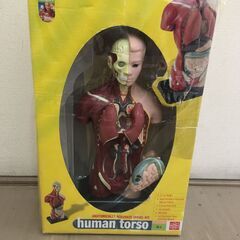 JM19894K) エデュトーイ/EDU-TOYS トルソーモデ...