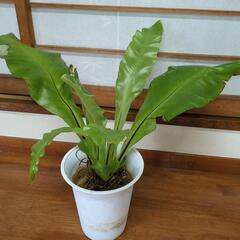 セール品◆観葉植物