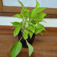 セール品◆ライムポトス　観葉植物