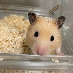 グラスハーモニー450〜余ってる方お譲り頂きたいです🐹