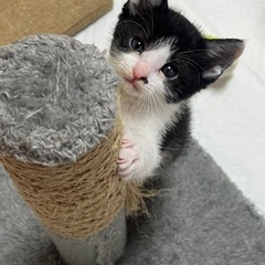 ⚽️🐈‍⬛黒白の仔猫　陸くん🐈‍⬛⚽️