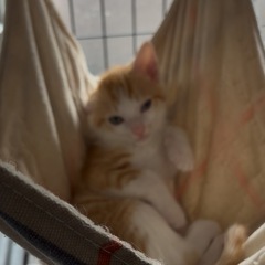 ⚽️🐈‍⬛茶白の赤ちゃん🐈‍⬛⚽️