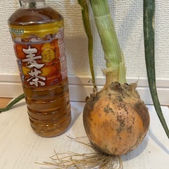 玉ねぎ🧅