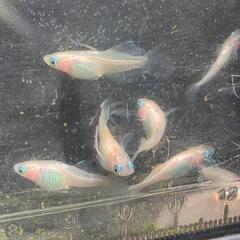 ピンクバタフライメダカ　有精卵１５個