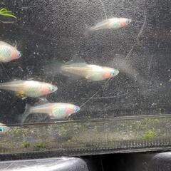 ピンクバタフライメダカ　有精卵１５個の画像