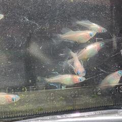 ピンクバタフライメダカ　有精卵１５個の画像