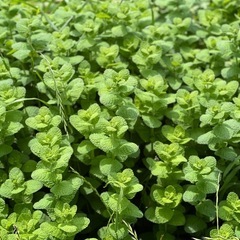ミント1茎10円ハーブ園大量紅茶などに