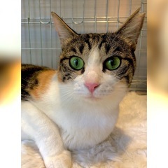 28日(水)譲渡会　甘え上手美猫すぎる💋三毛女ジョリーンち…