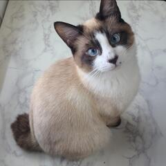 子猫 男の子 8ヶ月 2匹