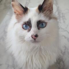子猫 男の子 8ヶ月 2匹