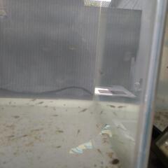 金魚　隼人錦の赤ちゃんの画像