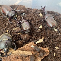 カブトムシ