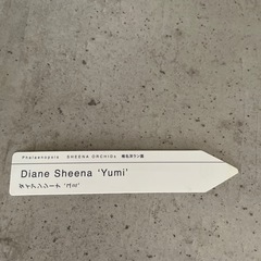 胡蝶蘭　ダイアンシーナ　ユミの画像