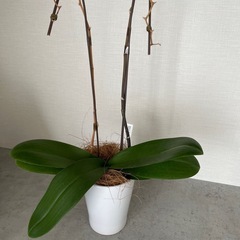 胡蝶蘭　ダイアンシーナ　ユミの画像