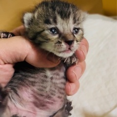 赤ちゃん猫(キジトラ) 5/23 投稿文更新