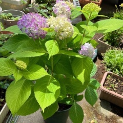 紫陽花"霧島の恵"  鉢植え