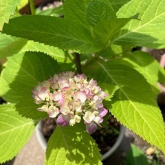 紫陽花"霧島の恵" 鉢植え