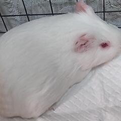 モルモット里親募集