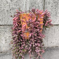 多肉植物150ｇ程度育ってみませんか？