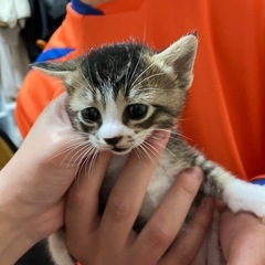 子猫と母猫を貰っていただける方限定