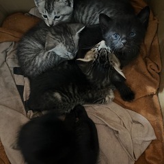 生後３週間の子猫の里親募集しております！現在多くの問い合わせを頂...