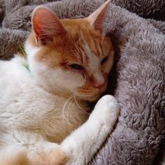 4歳の人懐っこいタマ🐱です