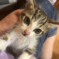 ⚽️🐈‍⬛キジ白仔猫a🐈‍⬛⚽️