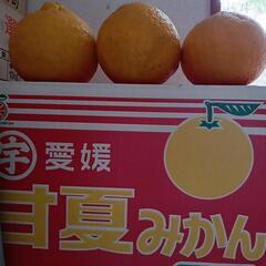 甘夏みかん5kg有機無農薬有機無農薬