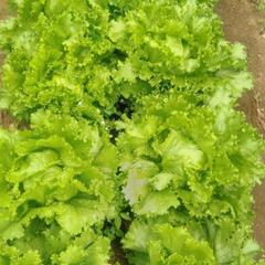 野菜　採れたてレタスセット
