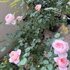 決まりました！バラの大苗の画像