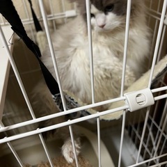 【猫ケージ】IRISスリムキャットケージ 2段の画像