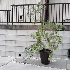 オリーブの画像