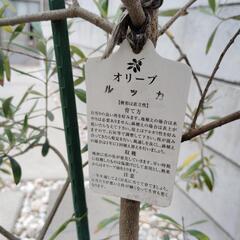 オリーブの画像