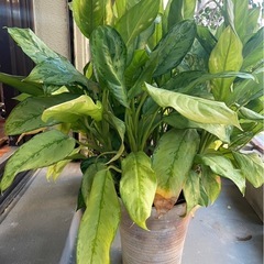 観葉植物の画像