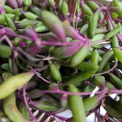 多肉植物ネックレス系育ってみませんか？の画像