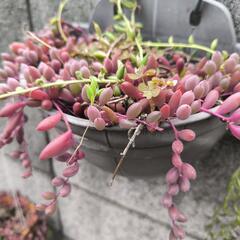 多肉植物ネックレス系育ってみませんか？の画像