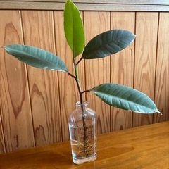 植物