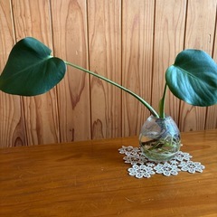 植物