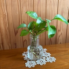 植物