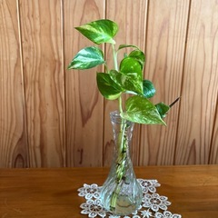 植物
