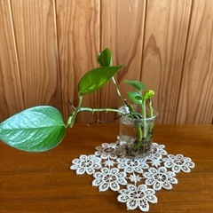 植物