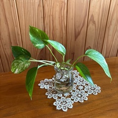 植物