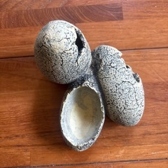 シェルター 爬虫類の画像